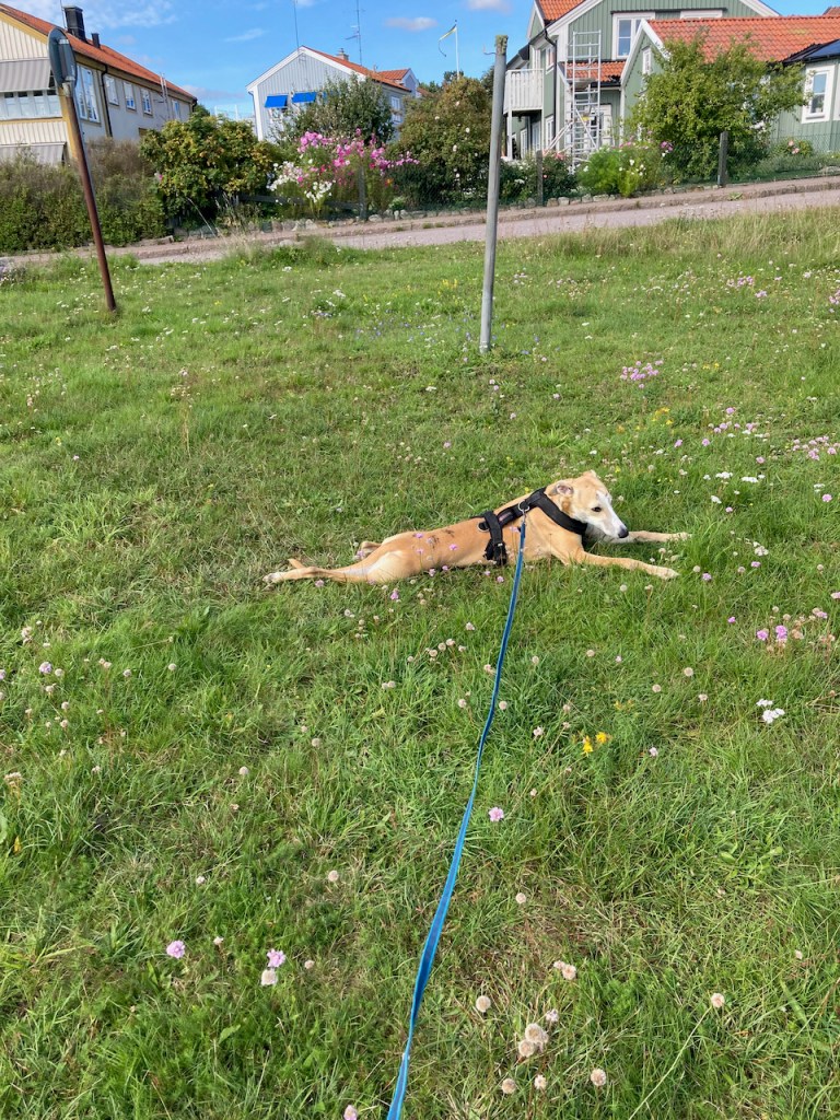 Elton ligger i gräset