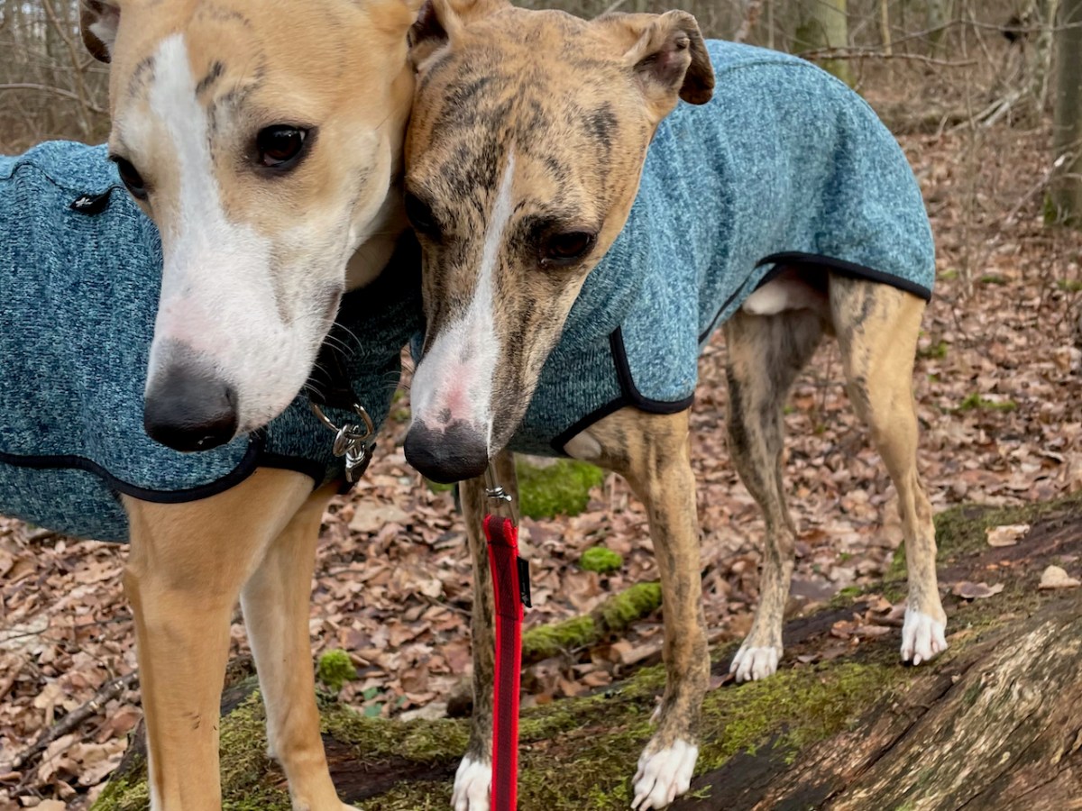 Härs och tvärs och björnen&nbsp;sover