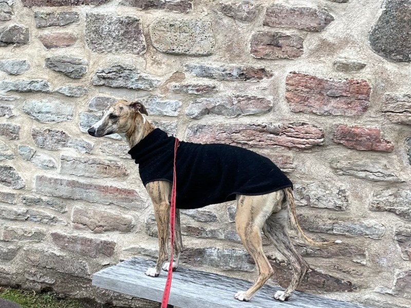 Otis och Elton på Kalmar&nbsp;slott